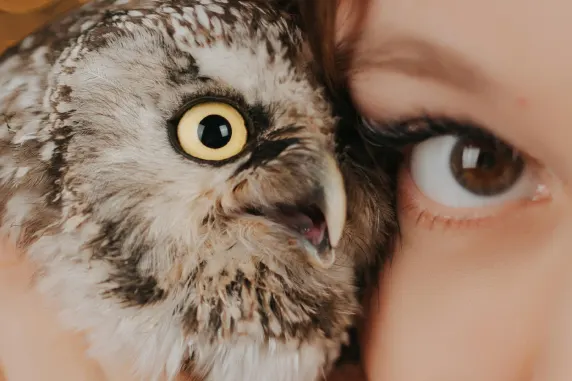 بوا بوا كازينو الدعم